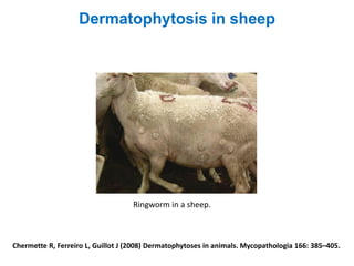 Chermette R, Ferreiro L, Guillot J (2008) Dermatophytoses in animals. Mycopathologia 166: 385–405.
Dermatophytosis in sheep
Ringworm in a sheep.
 