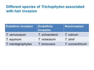 Different species of Trichophyton associated
with hair invasion
Ectothrix invasion Endothrix
invasion
Noninvasion
T. verrucosum T. schoenleinii T. rubrum
T. equinum T. violaceum T. simii
T. mentagrophytes T. tonsurans T. concentricum
 
