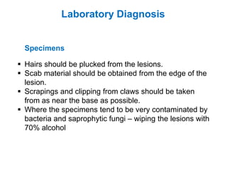 ▪ Hairs should be plucked from the lesions.
▪ Scab material should be obtained from the edge of the
lesion.
▪ Scrapings and clipping from claws should be taken
from as near the base as possible.
▪ Where the specimens tend to be very contaminated by
bacteria and saprophytic fungi – wiping the lesions with
70% alcohol
Specimens
Laboratory Diagnosis
 
