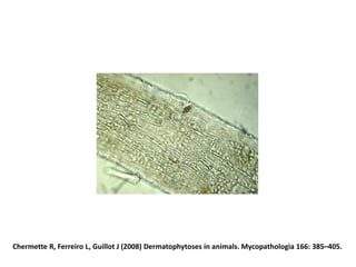 Chermette R, Ferreiro L, Guillot J (2008) Dermatophytoses in animals. Mycopathologia 166: 385–405.
 