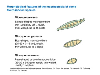 Morphological features of the macroconidia of some
Microsporum species
 