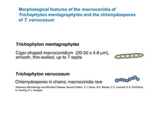 Morphological features of the macroconidia of
Trichophyton mentagrophytes and the chlamydospores
of T. verrucosum
 