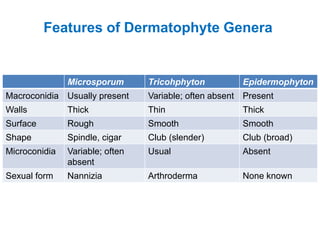 Features of Dermatophyte Genera
Microsporum Tricohphyton Epidermophyton
Macroconidia Usually present Variable; often absent Present
Walls Thick Thin Thick
Surface Rough Smooth Smooth
Shape Spindle, cigar Club (slender) Club (broad)
Microconidia Variable; often
absent
Usual Absent
Sexual form Nannizia Arthroderma None known
 