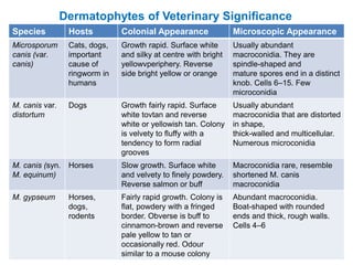 Species Hosts Colonial Appearance Microscopic Appearance
Microsporum
canis (var.
canis)
Cats, dogs,
important
cause of
ringworm in
humans
Growth rapid. Surface white
and silky at centre with bright
yellowvperiphery. Reverse
side bright yellow or orange
Usually abundant
macroconidia. They are
spindle-shaped and
mature spores end in a distinct
knob. Cells 6–15. Few
microconidia
M. canis var.
distortum
Dogs Growth fairly rapid. Surface
white tovtan and reverse
white or yellowish tan. Colony
is velvety to fluffy with a
tendency to form radial
grooves
Usually abundant
macroconidia that are distorted
in shape,
thick-walled and multicellular.
Numerous microconidia
M. canis (syn.
M. equinum)
Horses Slow growth. Surface white
and velvety to finely powdery.
Reverse salmon or buff
Macroconidia rare, resemble
shortened M. canis
macroconidia
M. gypseum Horses,
dogs,
rodents
Fairly rapid growth. Colony is
flat, powdery with a fringed
border. Obverse is buff to
cinnamon-brown and reverse
pale yellow to tan or
occasionally red. Odour
similar to a mouse colony
Abundant macroconidia.
Boat-shaped with rounded
ends and thick, rough walls.
Cells 4–6
Dermatophytes of Veterinary Significance
 