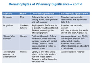 Species Hosts Colonial Appearance Microscopic Appearance
M. nanum Pigs Colony is flat, white and
cottony at first, later granular
and buff coloured
Abundant macroconidia,
pear-shaped with spiny walls.
Cells 1–3.
M. gallinae Chickens,
turkeys
Rapid growth. Surface white
to pinkish, velvety and folded.
Reverse strawberry-pink,
diffusible pigment
Abundant macroconidia,
fusiform
with blunt spatulate tips. Walls
smooth and thick. Cells 2–10.
Trichophyton
equinum
Horses Fairly rapid growth. Colony
initially flat, white and fluffy
but later velvety with central
folding. Cream to tan in
colour, reverse is yellow to
reddish-brown
Macroconidia are rare. Slightly
club-shaped, smooth, thin-
walled with 3–5 cells.
Abundant microconidia.
Chlamydospores are abundant
in old cultures
Trichophyton
equinum var.
autotrophicum
Horses Colony at first white with a
raised centre, later white to
buff with folded centre.
Reverse is yellow becoming
dark rose-red
Macroconidia not reported
Dermatophytes of Veterinary Significance – cont’d
 