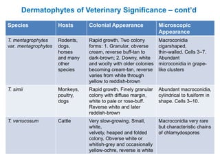 Species Hosts Colonial Appearance Microscopic
Appearance
T. mentagrophytes
var. mentagrophytes
Rodents,
dogs,
horses
and many
other
species
Rapid growth. Two colony
forms: 1. Granular, obverse
cream, reverse buff-tan to
dark-brown; 2. Downy, white
and woolly with older colonies
becoming cream-tan, reverse
varies from white through
yellow to reddish-brown
Macroconidia
cigarshaped,
thin-walled. Cells 3–7.
Abundant
microconidia in grape-
like clusters
T. simii Monkeys,
poultry,
dogs
Rapid growth. Finely granular
colony with diffuse margin,
white to pale or rose-buff.
Reverse white and later
reddish-brown
Abundant macroconidia,
cylindrical to fusiform in
shape. Cells 3–10.
T. verrucosum Cattle Very slow-growing. Small,
white,
velvety, heaped and folded
colony. Obverse white or
whitish-grey and occasionally
yellow-ochre, reverse is white
Macroconidia very rare
but characteristic chains
of chlamydospores
Dermatophytes of Veterinary Significance – cont’d
 