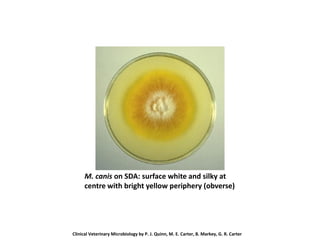 M. canis on SDA: surface white and silky at
centre with bright yellow periphery (obverse)
Clinical Veterinary Microbiology by P. J. Quinn, M. E. Carter, B. Markey, G. R. Carter
 