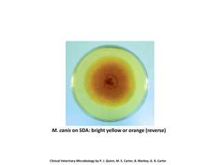 M. canis on SDA: bright yellow or orange (reverse)
Clinical Veterinary Microbiology by P. J. Quinn, M. E. Carter, B. Markey, G. R. Carter
 