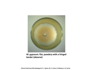 M. gypseum: flat, powdery with a fringed
border (obverse)
Clinical Veterinary Microbiology by P. J. Quinn, M. E. Carter, B. Markey, G. R. Carter
 