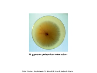 M. gypseum: pale yellow to tan colour
Clinical Veterinary Microbiology by P. J. Quinn, M. E. Carter, B. Markey, G. R. Carter
 
