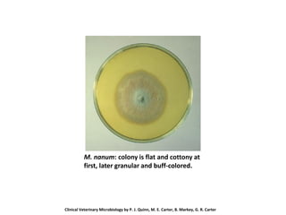 M. nanum: colony is flat and cottony at
first, later granular and buff-colored.
Clinical Veterinary Microbiology by P. J. Quinn, M. E. Carter, B. Markey, G. R. Carter
 