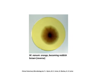 M. nanum: orange, becoming reddish
brown (reverse)
Clinical Veterinary Microbiology by P. J. Quinn, M. E. Carter, B. Markey, G. R. Carter
 