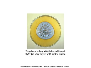T. equinum: colony initially flat, white and
fluffy but later velvety with central folding
Clinical Veterinary Microbiology by P. J. Quinn, M. E. Carter, B. Markey, G. R. Carter
 