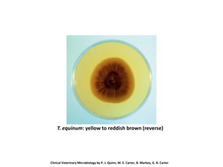 T. equinum: yellow to reddish brown (reverse)
Clinical Veterinary Microbiology by P. J. Quinn, M. E. Carter, B. Markey, G. R. Carter
 