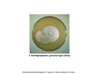 T. mentagrophytes: granular type colony
Clinical Veterinary Microbiology by P. J. Quinn, M. E. Carter, B. Markey, G. R. Carter
 