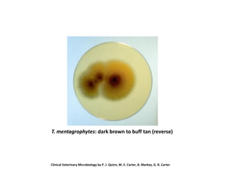 T. mentagrophytes: dark brown to buff tan (reverse)
Clinical Veterinary Microbiology by P. J. Quinn, M. E. Carter, B. Markey, G. R. Carter
 