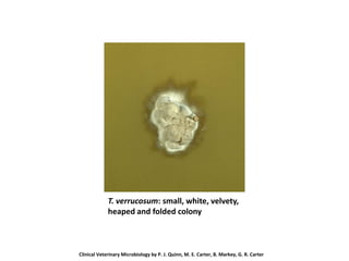 T. verrucosum: small, white, velvety,
heaped and folded colony
Clinical Veterinary Microbiology by P. J. Quinn, M. E. Carter, B. Markey, G. R. Carter
 