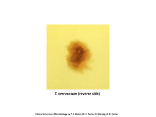 T. verrucosum (reverse side)
Clinical Veterinary Microbiology by P. J. Quinn, M. E. Carter, B. Markey, G. R. Carter
 