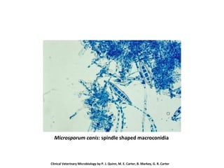 Microsporum canis: spindle shaped macroconidia
Clinical Veterinary Microbiology by P. J. Quinn, M. E. Carter, B. Markey, G. R. Carter
 