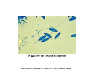 M. gypseum: boat-shaped macoconidia
Clinical Veterinary Microbiology by P. J. Quinn, M. E. Carter, B. Markey, G. R. Carter
 