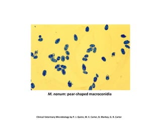 M. nanum: pear-shaped macroconidia
Clinical Veterinary Microbiology by P. J. Quinn, M. E. Carter, B. Markey, G. R. Carter
 