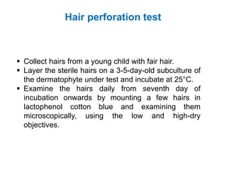 Hair perforation test
▪ Collect hairs from a young child with fair hair.
▪ Layer the sterile hairs on a 3-5-day-old subculture of
the dermatophyte under test and incubate at 25°C.
▪ Examine the hairs daily from seventh day of
incubation onwards by mounting a few hairs in
lactophenol cotton blue and examining them
microscopically, using the low and high-dry
objectives.
 