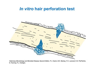 In vitro hair perforation test
 