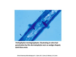Trichophyton mentagrophytes: illustrating in-vitro hair
penetration by this dermatophyte seen as wedge-shaped,
dark-blue areas
Clinical Veterinary Microbiology by P. J. Quinn, M. E. Carter, B. Markey, G. R. Carter
 