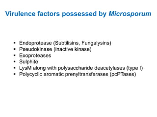 Virulence factors possessed by Microsporum
▪ Endoprotease (Subtilisins, Fungalysins)
▪ Pseudokinase (inactive kinase)
▪ Exoproteases
▪ Sulphite
▪ LysM along with polysaccharide deacetylases (type I)
▪ Polycyclic aromatic prenyltransferases (pcPTases)
 