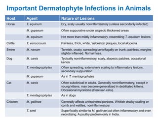 Important Dermatophyte Infections in Animals
Host Agent Nature of Lesions
Horse T. equinum Dry, scaly usually noninflammatory (unless secondarily infected)
M. gypseum Often suppurative under alopecic thickened areas
M. equinum Not more than mildly inflammatory, resembling T. equinum lesions
Cattle T. verrucosum Painless, thick, white, ‘asbestos’ plaques, local alopecia
Swine M. nanum Tannish, crusty, spreading centrifugally on trunk; painless, margins
slightly inflamed. No hair loss.
Dog M. canis Typically noninflammatory, scaly, alopecic patches, occasional
kerion
T. mentagrophytes Often spreading, extensively scaling to inflammatory lesions,
secondary suppuration
M. gypseum As in T. mentagrophytes
Cat M. canis Often subclinical in adults. Generally noninflammatory, except in
young kittens, may become generalized in debilitated kittens.
Occasional mycetoma (Percisan cats).
T. mentagrophytes As in dogs
Chicken M. gallinae Generally affects unfeathered portions. Whitish chalky scaling on
comb and wattles, noninflammatory.
T. simii Superficially similar to M. gallinae but often inflammatory and even
necrotizing. A poultry problem only in India.
 