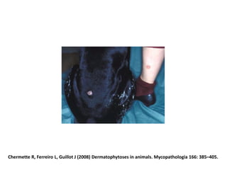 Chermette R, Ferreiro L, Guillot J (2008) Dermatophytoses in animals. Mycopathologia 166: 385–405.
 
