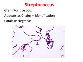 Streptococcus
Gram Positive cocci
Appears as Chains – Identification
Catalase Negative
 