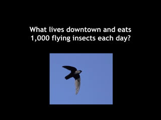 What lives downtown and eats
1,000 flying insects each day?
 
