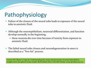 Pathophysiology
 Failure of the closure of the neural tube leads to exposure of the neural
tube to amniotic fluid.
 Although the neuroepithelium, neuronal differentiation, and function
develop normally in the beginning,
 these neurons die over time because of toxicity from exposure to
amniotic fluid.
 The failed neural tube closure and neurodegeneration in utero is
described as a "Two-hit" process.
Greene ND, Massa V, Copp AJ. Understanding the causes and prevention of neural tube defects:
Insights from the splotch mouse model. Birth Defects Res A Clin Mol Teratol. 2009 Apr;85(4):322-30
 