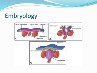 Embryology
 