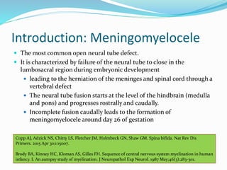 Introduction: Meningomyelocele
 The most common open neural tube defect.
 It is characterized by failure of the neural tube to close in the
lumbosacral region during embryonic development
 leading to the herniation of the meninges and spinal cord through a
vertebral defect
 The neural tube fusion starts at the level of the hindbrain (medulla
and pons) and progresses rostrally and caudally.
 Incomplete fusion caudally leads to the formation of
meningomyelocele around day 26 of gestation
Copp AJ, Adzick NS, Chitty LS, Fletcher JM, Holmbeck GN, Shaw GM. Spina bifida. Nat Rev Dis
Primers. 2015 Apr 30;1:15007.
Brody BA, Kinney HC, Kloman AS, Gilles FH. Sequence of central nervous system myelination in human
infancy. I. An autopsy study of myelination. J Neuropathol Exp Neurol. 1987 May;46(3):283-301.
 