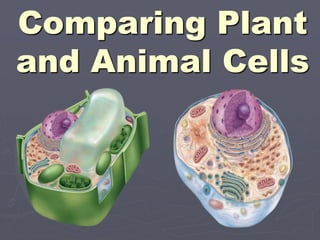 Comparing Plant
and Animal Cells
 