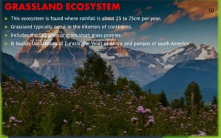 GRASSLAND ECOSYSTEM
 This ecosystem is found where rainfall is about 25 to 75cm per year.
 Grassland typically occur in the interiors of continents.
 Includes the tall grass prairies,short grass prairies.
 It founds the steppes of Eurasia,the Veldt of Africa and pampas of south America
10
 