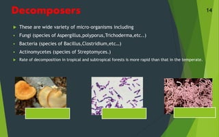 Decomposers
 These are wide variety of micro-organisms including
 Fungi (species of Aspergillus,polyporus,Trichoderma,etc..)
 Bacteria (species of Bacillus,Clostridium,etc…)
 Actinomycetes (species of Streptomyces.)
 Rate of decomposition in tropical and subtropical forests is more rapid than that in the temperate.
14
 