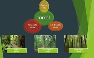 Temperate
forest4
forest
Tropical
forest
Sub-tropical
forest
Temperate
forest
Tropical
forest
Sub-tropical
forest
 