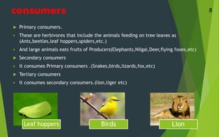 consumers
 Primary consumers.
 These are herbivores that include the animals feeding on tree leaves as
(Ants,beetles,leaf hoppers,spiders,etc.)
 And large animals eats fruits of Producers(Elephants,Nilgai,Deer,flying foxes,etc)
 Secondary consumers
 It consumes Primary consumers .(Snakes,birds,lizards,fox,etc)
 Tertiary consumers
 It consumes secondary consumers.(lion,tiger etc)
8
Leaf hoppers Birds Lion
 