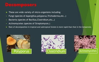 Decomposers
 These are wide variety of micro-organisms including
 Fungi (species of Aspergillus,polyporus,Trichoderma,etc..)
 Bacteria (species of Bacillus,Clostridium,etc…)
 Actinomycetes (species of Streptomyces.)
 Rate of decomposition in tropical and subtropical forests is more rapid than that in the temperate.
9
Polyporus Clostridium Actinomycetes
 