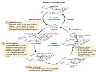 Microbes, Man and Environment (fungal replication) .pptx