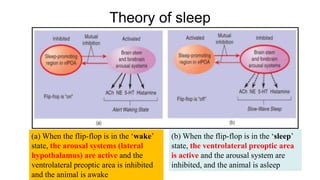 Functions of hypothalamus and circadian rhythms | PDF