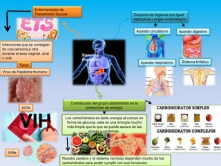 Sistemas
Orgánicos
Conjunto de órganos con igual
estructura y origen embriológico
Aparato circulatorio Aparato digestivo
Aparato respiratorio Sistema linfático
Enfermedades de
Transmisión Sexual:
Infecciones que se contagian
de una persona a otra
durante el sexo vaginal, anal
u oral.
Tipos:
Virus de Papiloma Humano
Contribución del grupo carbohidrato en la
producción de energíaSIDA
Sífilis
Los carbohidratos es darle energía al cuerpo en
forma de glucosa, esta es una energía mucho
más limpia que la que se puede sacara de las
grasas o proteínas.
Nuestro cerebro y el sistema nervioso dependen mucho de los
carbohidratos para poder cumplir con sus funciones.
 