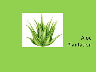 Green Venture. ppt