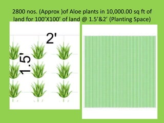 Aloe Plantation 
