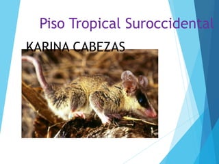 Piso Tropical Suroccidental
KARINA CABEZAS
 