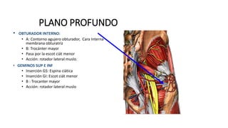 PLANO PROFUNDO
• OBTURADOR INTERNO:
• A: Contorno agujero obturador, Cara Interna
membrana obturatriz
• B: Trocánter mayor
• Pasa por la escot ciát menor
• Acción: rotador lateral muslo.
• GEMINOS SUP E INF
• Inserción GS: Espina ciática
• Inserción GI: Escot ciát menor
• B : Trocanter mayor
• Acción: rotador lateral muslo
 
