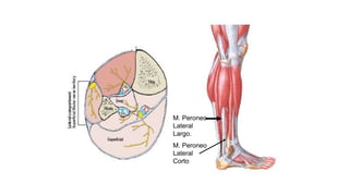 M. Peroneo
Lateral
Largo.
M. Peroneo
Lateral
Corto
 